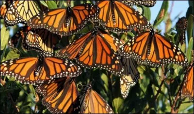 En octobre, 100 à 200 millions de … quittent le sud du Canada et les Etats-Unis pour une migration d'environ 4 000 km. Ils envahissent des forêts mexicaines dans l'état de Michoacán.
La manière dont s'orientent ces papillons constitue l’une des plus grandes énigmes de la nature.