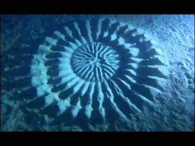 Crop circles sous-marins : le photographe japonais Yoji Ookata a découvert, et résolu, un étonnant mystère. Par 25 m de fond il a découvert des dessins circulaires sculptés dans le sable, d'environ deux mètres de diamètre. Ces œuvres d'art sont dues à des … qui tentent ainsi d'attirer les femelles. Il s'agit de ces poissons qui contiennent un poison mortel.