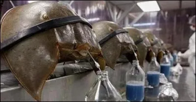 Le sang des vertébrés est rouge. Cette couleur résulte de l'oxydation du fer que contient l'hémoglobine.
La limule, elle, a le sang bleu. Dans le liquide qui lui sert de sang le transport de l'oxygène est assuré par du … et non du fer.
On l'appelle le crabe au sang bleu.