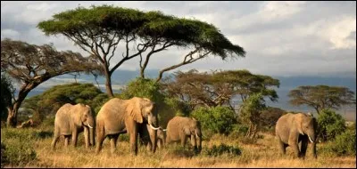 Les éléphants se promènent dans...