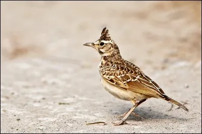 Qui a chanté "Alouette, Alouette", chanson sortie en 1968 ?