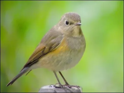 Qui a chanté "Le Rossignol anglais" ?