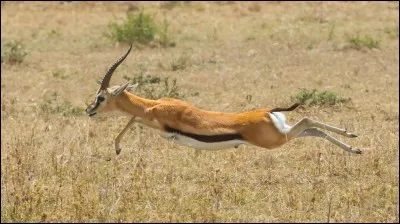 En 1984, qui se demande où sont passées les gazelles ?