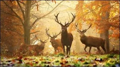 A - Que signifie le logo d'Amazon ?