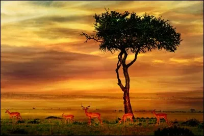 Qui chante : ''Mama Africa'' ?