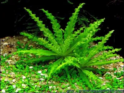 Et là, lesquels sont de type Plante ?