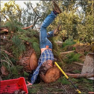Quelle est la marque du jean de ce bûcheron maladroit ?