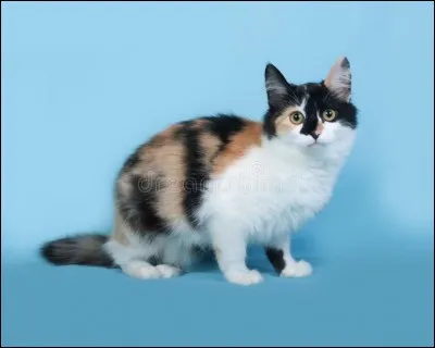 N'oublions pas l'Embrumeuse (ou guérisseuse).
Comment s'appelle-t-elle ?