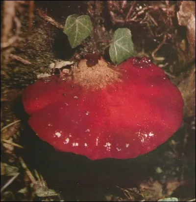 Quel est l'autre nom de la "langue de buf" ?