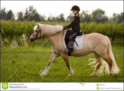 As-tu déjà fait une randonnée sur le dos d'un cheval ?