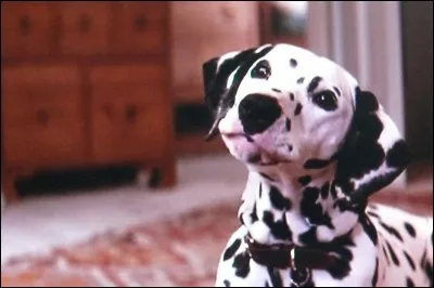 En 1996, plus de 100 chiens de cette race jouèrent dans le remake d'un film de Disney de 1961.