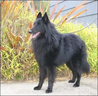 Quelle est cette race de chien ?