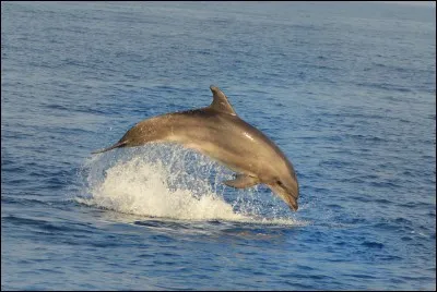 Quel est le nom de cette espèce de la famille des delphinidés de couleur grise qui mesure entre 6,6 mètres et 13,1 mètres de long ?