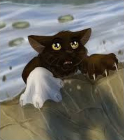 Un chaton s'agrippe avec ses deux pattes avant sur le bord d'une falaise et est sur le point de tomber dans l'eau. Que fais-tu ?