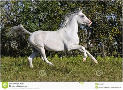 Tornado est le cheval noir de Zorro, mais comment s'appelle son cheval blanc ?