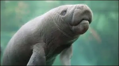 Quelle est cette esp&egrave;ce menac&eacute;e et prot&eacute;g&eacute;e ?