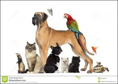 Est-ce que les animaux existent dans Pokémon ?