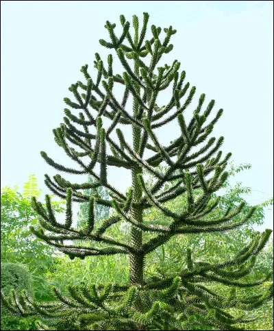 Quel est cet arbre appelé aussi ''arbre à singes'' ?