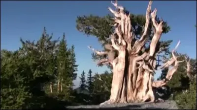 Où trouve-t-on le pin bristlecone ?