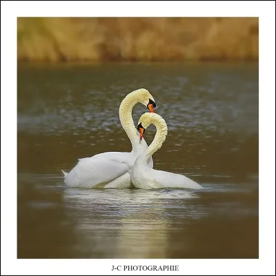 Les cygnes sont monogames.