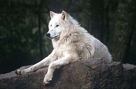 Quiz Animaux