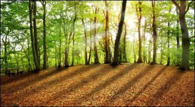 Savez-vous qui a écrit "L'Appel de la forêt" ?