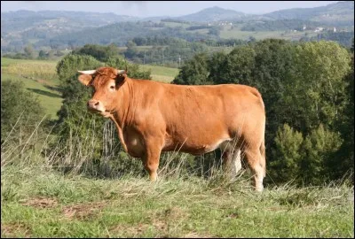 Quelle viande de buf n'a pas d'IGP ou AOC ?