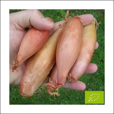 Dans la famille des échalotes, des oignons et des aulx, quel produit n'a pas d'appellation protégée IGP ou AOP ?