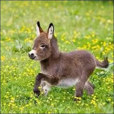 Comment appelle-t-on le petit d'un âne et d'une ânesse ?