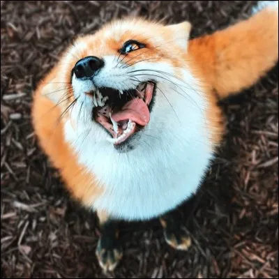 Laquelle de ces photos représentent l'atelocynus (ou chien des buissons à oreilles courtes) ?