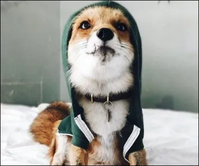 Laquelle de ces deux espèces de renard est éteinte ?