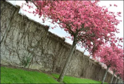 Quelle est ta fleur pr&eacute;f&eacute;r&eacute;e ? (ou ton arbre)