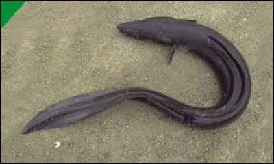 Quel est le nom de ce poisson de mer à l'allure effrayante ?