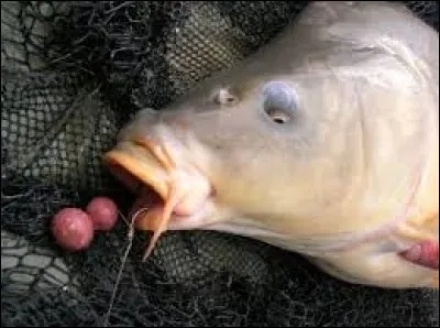 Comment est appelé l'appât rond avec lequel nous pêchons la carpe ?