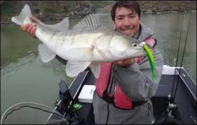 A quelle période de l'année les sandres mangent-ils les gros appâts de plus de 10 à 15 cm ?
