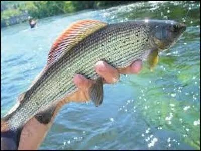 Quel est le nom de ce poisson de rivière très rare car il est le plus méfiant de tous les salmonidés ?