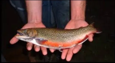 Quel est ce salmonidé ?