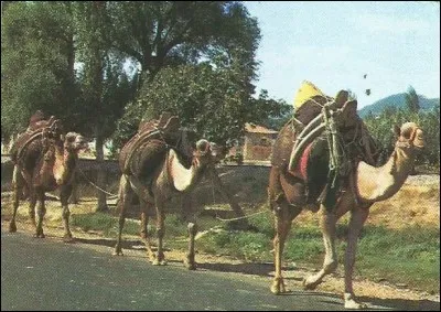 Quel écrivain s'appelait "Roland Lecavelé" ?