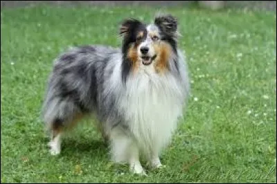 Quelle est la race de ce splendide chien ?