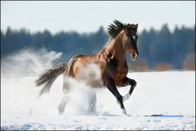 Quelle est ta saison favorite ?