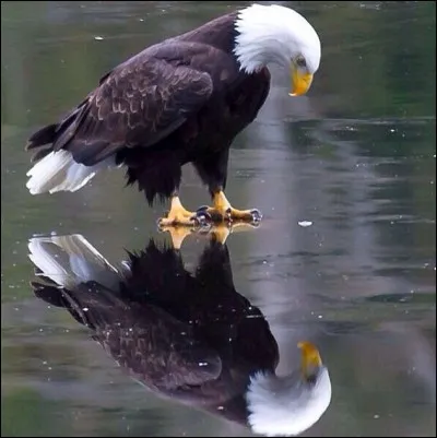 Es-tu plutôt sociable ou préfères-tu la solitude ?