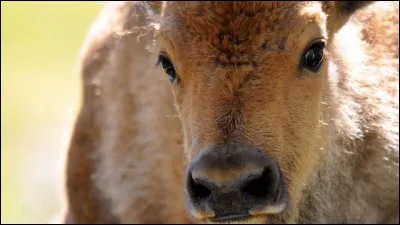 Es-tu une personne suivant son instinct ou agis-tu après mûre réflexion ?
