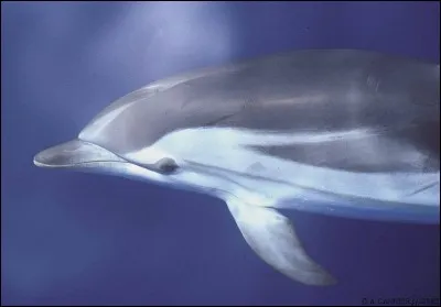 Quelle est votre couleur préférée ?