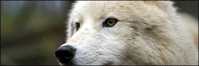 Quelle est la chose la plus importante pour vous ?