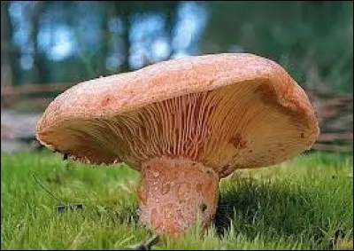 Quel est ce délicieux champignon comestible ?