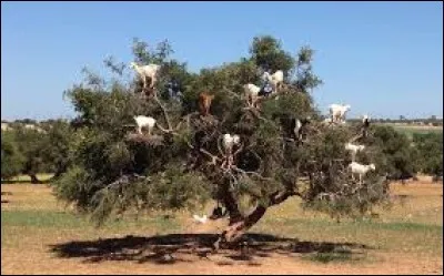 Dans quel pays africain les chèvres montent-elles dans les arbres ?