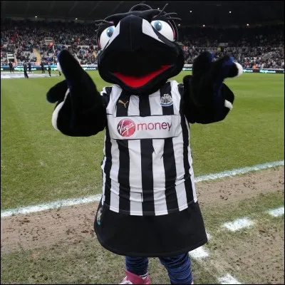 Les Magpies forment un club de football anglais (NUFC) fondé en 1892 mais leur superbe maillot rayé noir et blanc n'est adopté qu'en 1904. Ils jouent au St James' Park. Quel est le nom de leur mascotte ?