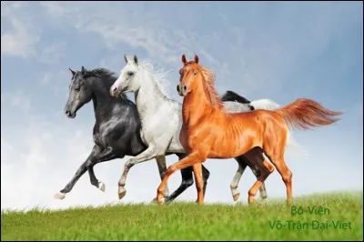 Qu'êtes-vous si vous avez la passion des chevaux ?