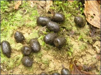 Comment appelle-t-on une crotte de chevreuil ?