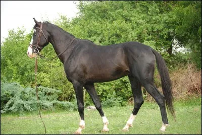 Quelle appellation désigne un cheval castré ?